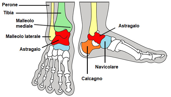 anatomia astragalo piede
