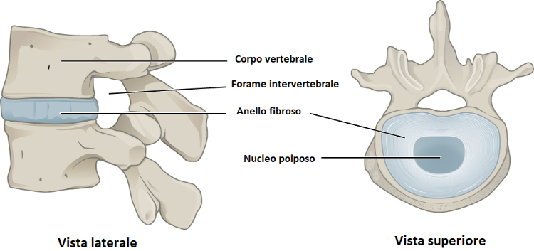 anatomia disco intervertebrale ernia del disco lombare
