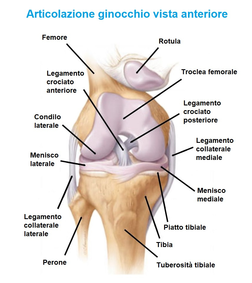 anatomia ginocchio