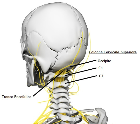 colonna cervicale superiore occipite mal di testa