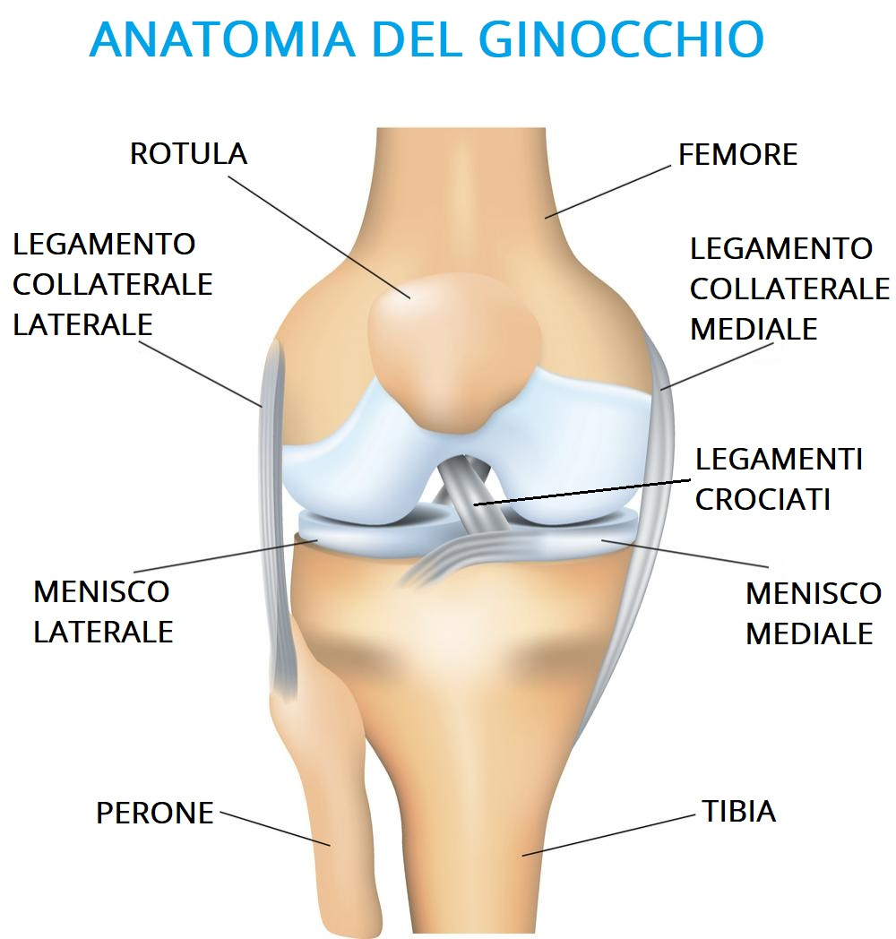 gonartrosi anatomia ginocchio